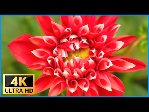 4K Blooming Flowers Time Lapse for Relaxation, Soft Piano Music - Film Showcase - 4K ULTRA HD