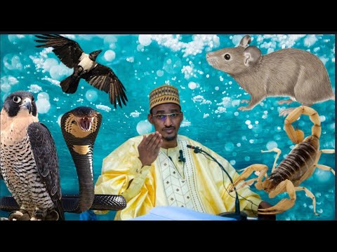 , title : 'Ga nau'in dabbobin da duk inda kuka gansu ku kαshe su - Sheikh Bashir Ahmad Sani Sokoto'