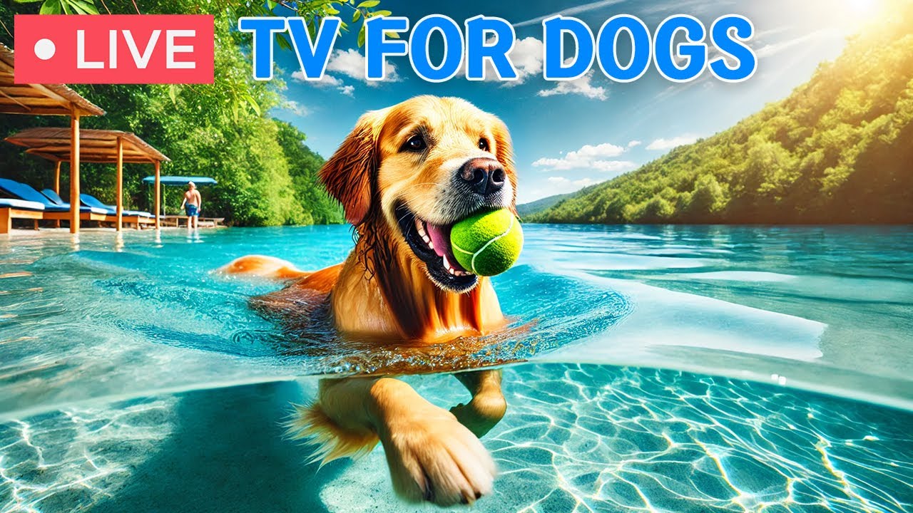 🔴 24 hours of Dog TV🎵Prevent Boredom of Dogs & Dog Calming Music🐶🩷Separation Anxiety Music for Relax