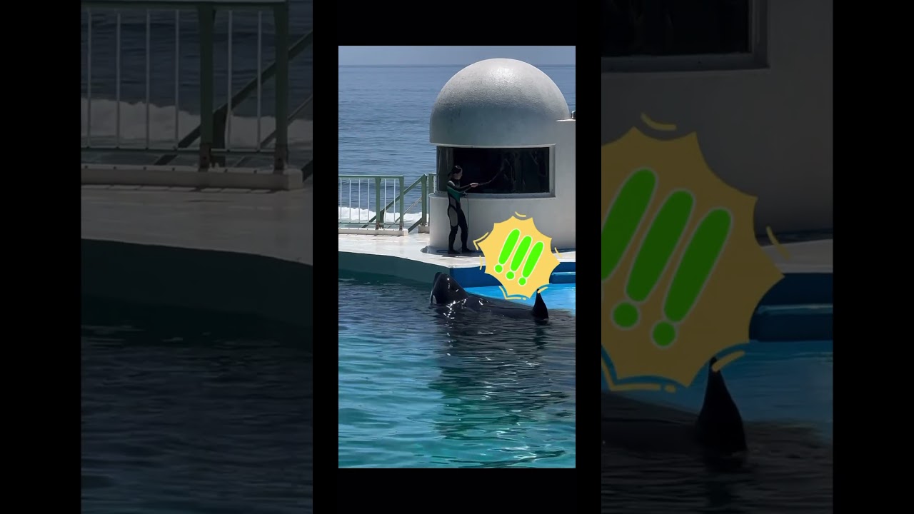 人間のような水の飲み方w #シャチ #鴨シー #orca #killerwhale