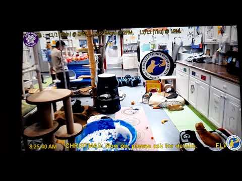 FFRC cats white kitten Trix held at the webcam