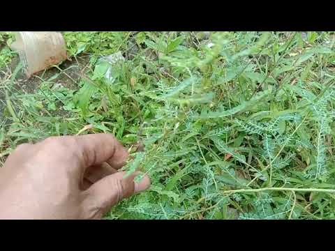 haraga putri malu di luar negri sangat mahal