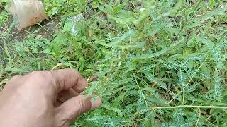 Download lagu Iwan Fals Full Album Nostalgia Terpopuler | Nak, Siang Seberang Istana, Bongkar, Ibu mp3 Download lagu Iwan Fals Full Album Nostalgia Terpopuler | Nak, Siang Seberang Istana, Bongkar, Ibu mp3