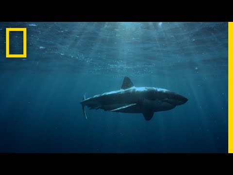 ホオジロザメの狩猟パターン｜サメが襲いかかるとき (Great White Shark Hunting Patterns | When Sharks Attack)