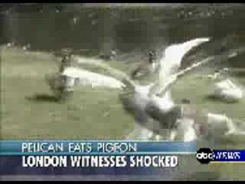 Pelican vs. Pigeon