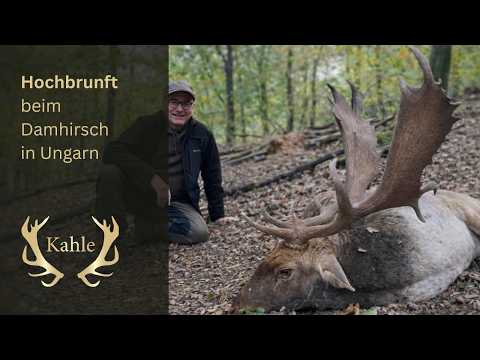 Hochbrunft beim Damhirsch – Jagd im Oktober voller Spannung, Anblick und Waidmannsheil