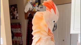 What are you feeding that bird He has so much energy! 🤣😂
