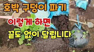 호박 구덩이 이렇게 만들면 끝도없이 호박수확합니다 호박1개 심어 수십개 수확하기 #호박키우기