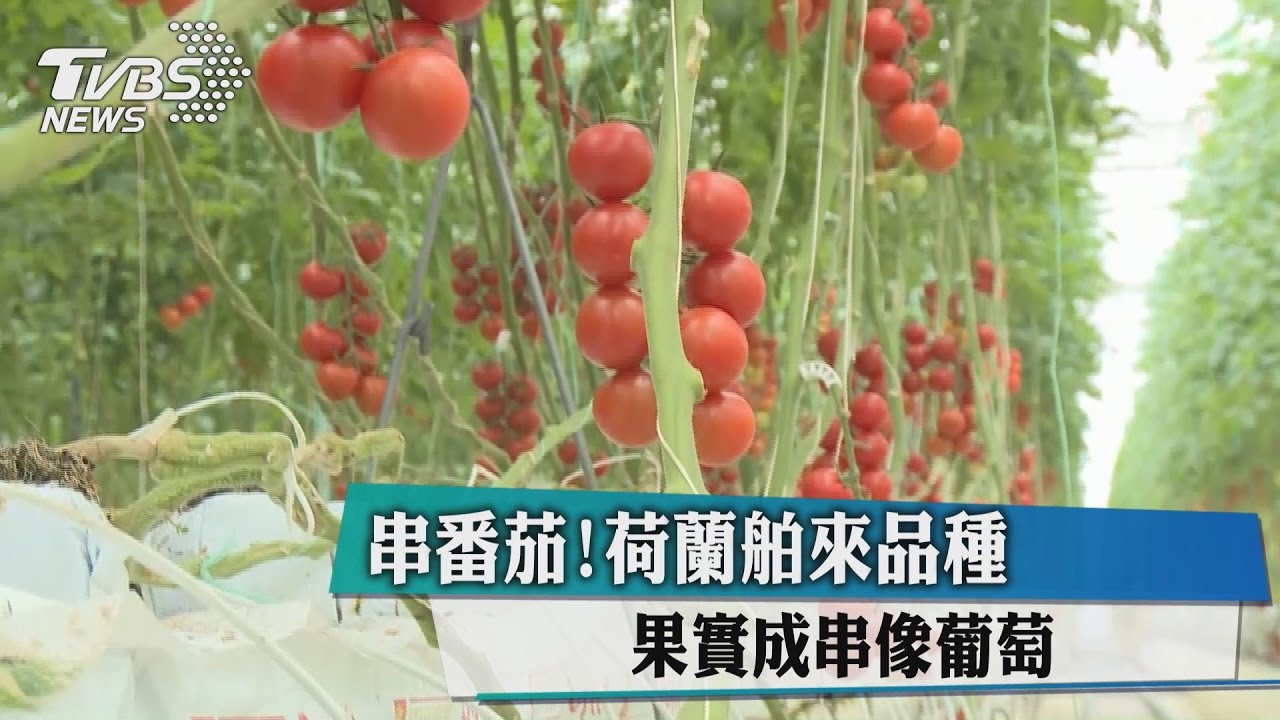 串番茄!荷蘭舶來品種 果實成串像葡萄