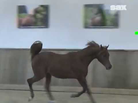 Arabian horse stallion MAHIR IBN EUROPE by Sax Arabians Germany
