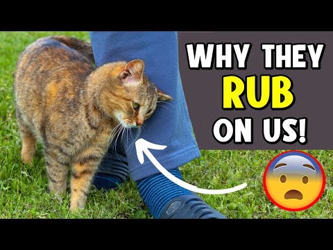 The Secret Behind Why Cats Rub Against You – You Won't Believe It! 🔥
