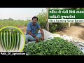 ભીંડા ની ખેતી વિશે જાણો | Okra Farming Details In Gujarati | Radhika Bhindi | Bhin