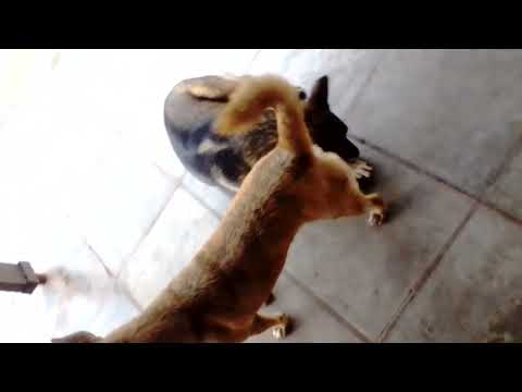 Biggest dogs tasika supid  in Rwanda