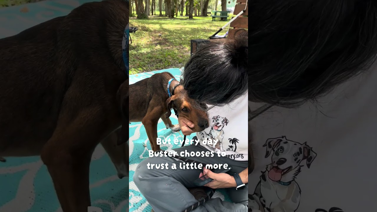 Enlarge BUSTER (647), a Adoptable Hound in Indiantown, FL video 2/6