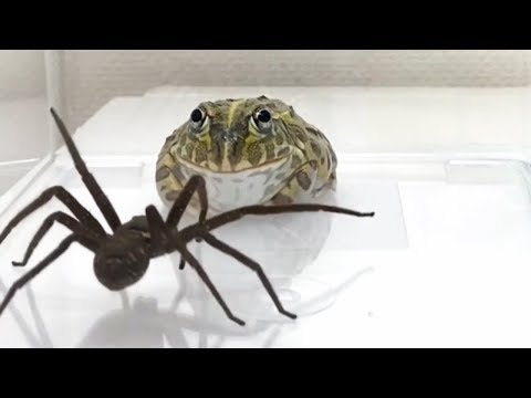 , title : 'Do czego zdolny jest najbardziej niebezpieczny pająk na świecie'