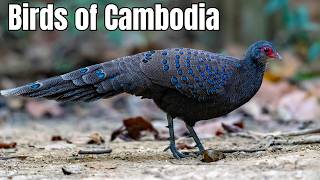 Birds of Cambodia – 15 Rare Species You Won’t Find Anywhere Else