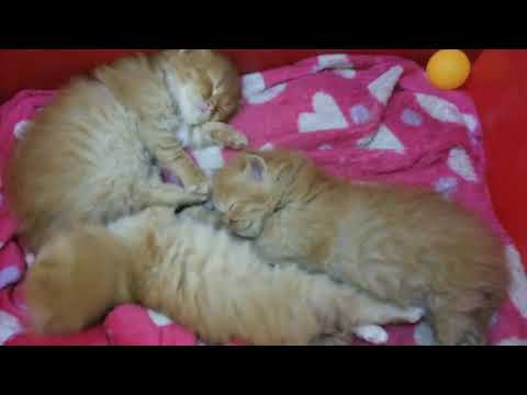 Sleepy Kittens Reaction