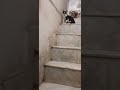 Naughty Cats Laurakyeah LauraKuczynski Funnycats453 Catsfunnyvideos Nmforu Paw4fun Pets Yt