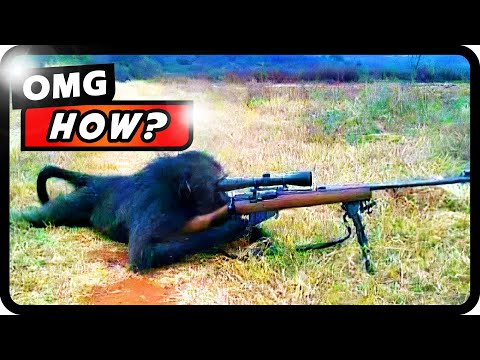 Mind-Blowing Smart Animals: Unbelievable Acts Caught On Film! | Absolute Nature