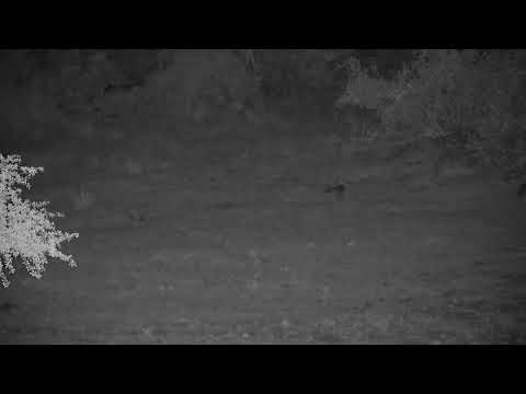Djuma: Genet across the dam in the distance - 01:09 - 10/21/2022