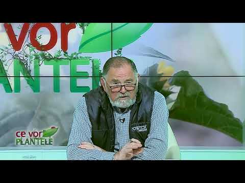 Tratament la afin împotriva principalelor boli si dăunatori