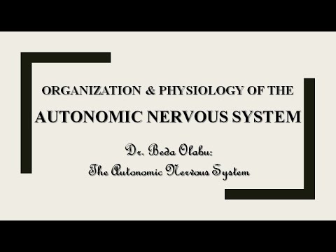 AUTONOMIC NERVOUS SYSTEM PART 2 - ORGAN SYSTEM EFFECTS OF THE ANS