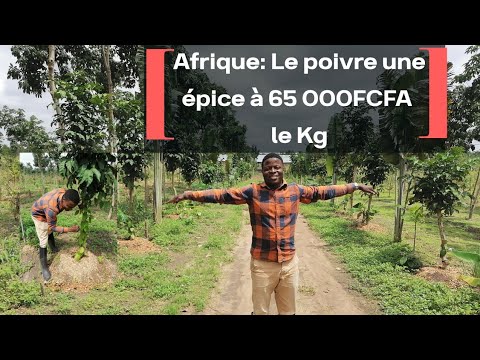 , title : 'Afrique: Le poivre une épice à 65 000FCFA le Kg'