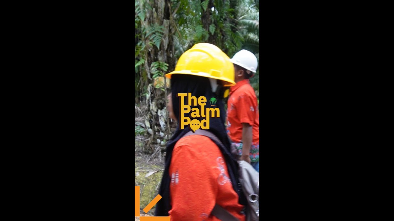 Episode 12 Roll for Credits: Understanding RSPO Independent Smallholder Credits with WWF and Nestlé