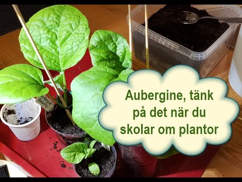, title : 'Aubergine, tänk på det när du skolar om plantor'