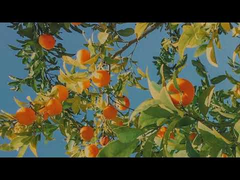 1 hour - Sweet Tangerine, The Hush Sound