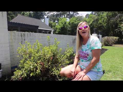 Trim your Azaleas.. Before it's too Late