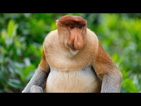 Ugliest Animals In The World | Most Weird