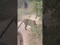 WHAT A BEAUTIFUL LEOPARD 🐆🐆 PLEASE WATCH !!!!