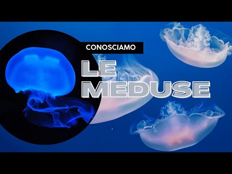 🌊MEDUSE Ep.1. ''Come vivono e come sono fatte''