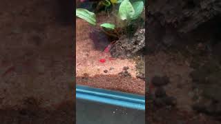 レッドルリシュリンプ　#アクアリウム初心者 #アクアリウム #aquarium #shrimp