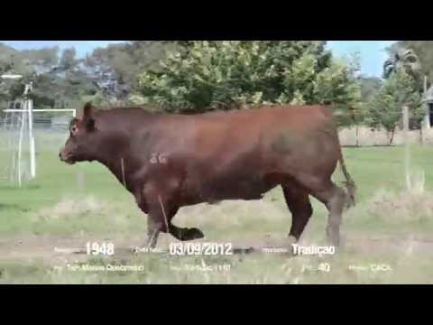 14º Remate Só Angus - Tradição. Tat.: 1948