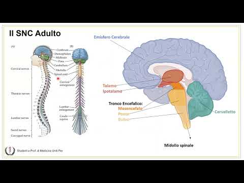 Anatomia e Fisiologia - Sistema Nervoso Centrale