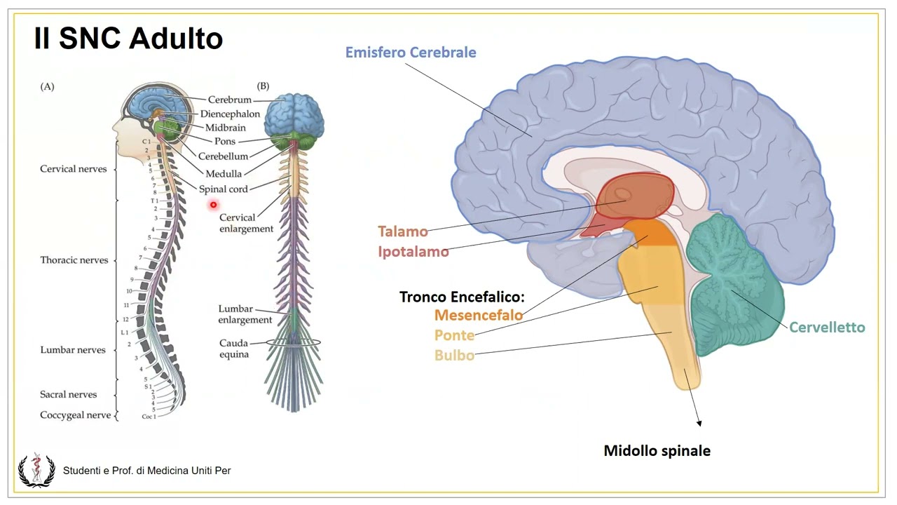 Anatomia e Fisiologia - Sistema Nervoso Centrale