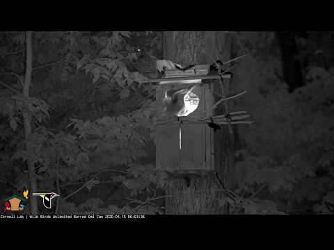 First Owlet Fledges Before Dawn | WBU Barred Owl Cam – May 15, 2020