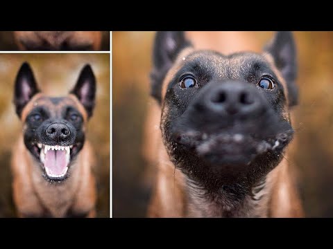 Funny BELGIAN MALINOIS Compilation