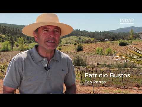Viñateros - Eco Parras - Portezuelo - INDAP Biobío - Zonas Rezagadas 2017