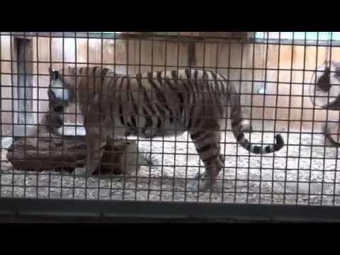 Die Vierlinge halten Tigermama Aurora ganz schön auf Trab  17 06