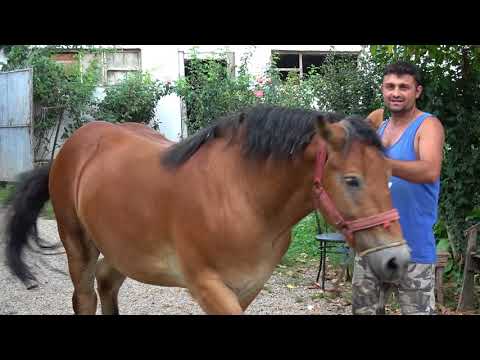 Manz Semigreu Romanesc, proprietar Gheiza de la Tinca, Bihor - 2018