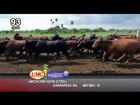 Lote 75 Terneras en Goya, Corrientes