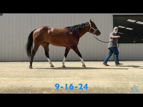 Halter Quarter Horse Mare with Laminitic Episode