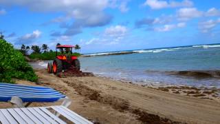 preview picture of video 'Cleaning the Seaweed at the Hilton Rose Hall Resort'