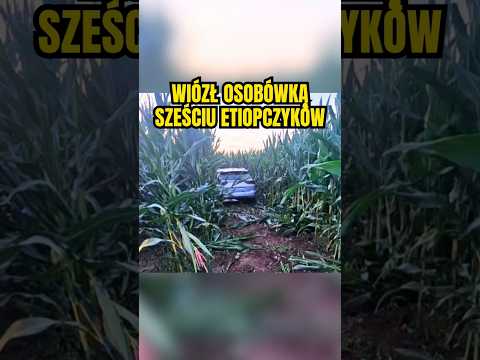 🌽🌽🌽 19-latek wiózł osobówką 6 Etiopczyków, skończyli po pościgu w kukurydzy 🚔