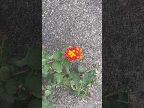 Lantana camara* - conhecida como *Cambará, Chumbinho, Camará ou Lantana arco-íris#nature#shorts#deus