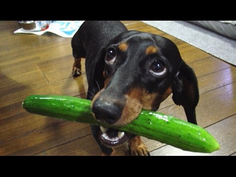 If these DOGS won't make you LAUGH, NOTHING will - FUNNY dog compilation