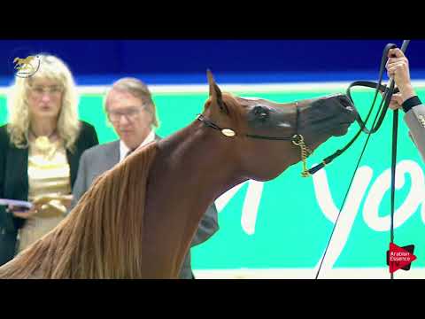 N 166 D SHALLAL   Dubai 2019   Colts in 3 years old